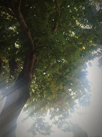 Reflection of trees in water