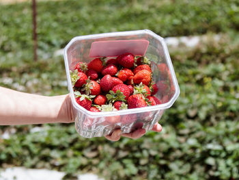 Close-up of hand holding strawberries in bowl