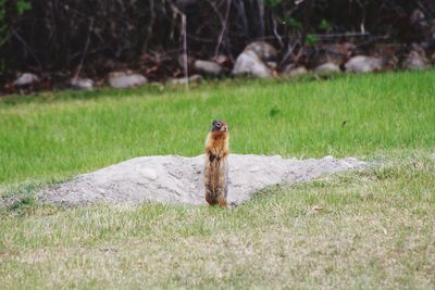 View of a bird on field