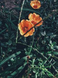 High angle view of orange flowering plant on field