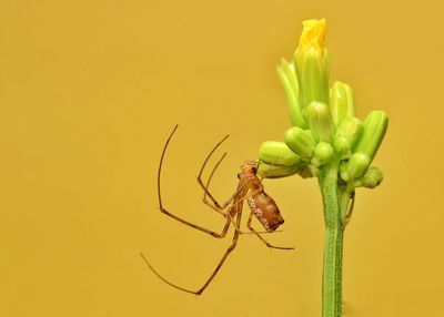 Close-up of spider on yellow flower