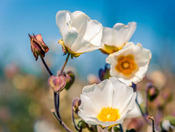 Close-up of white flowers blooming outdoors