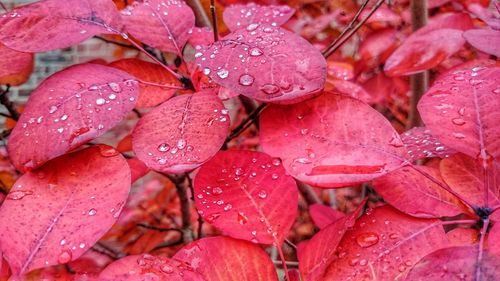 Close-up of wet red flowers