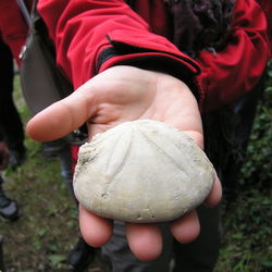 Close-up of boy holding sand dollar