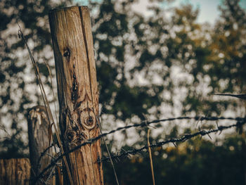 Close-up of barbed wire fence in forest