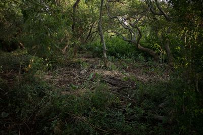 Scenic view of forest