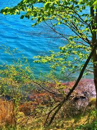 Scenic view of lake in forest