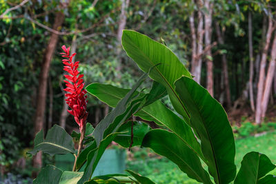 Close-up of red flower