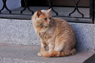 Portrait of ginger cat sitting outdoors