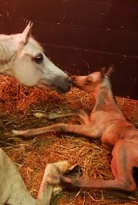 Close-up of pig eating in barn