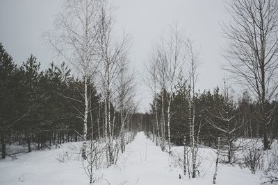 Bare trees on snow covered landscape