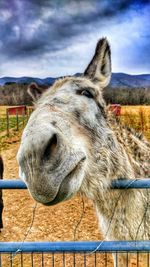 Close-up of lion against sky