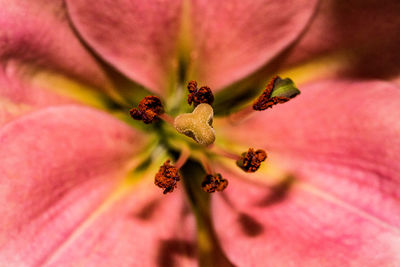 Close-up of pink flower