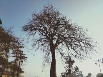 Low angle view of silhouette trees against sky