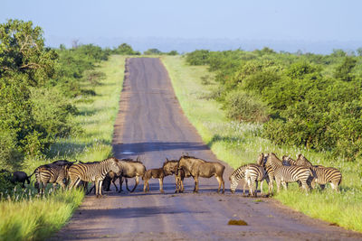 Blue wildebeest and zebras standing on road