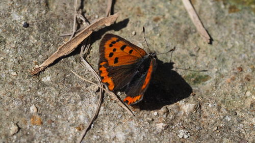 High angle view of butterfly on leaf