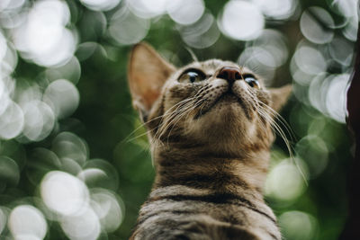 Close-up of cat looking up