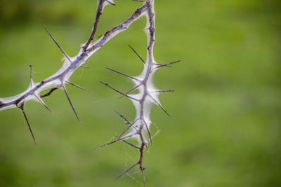 Close-up of dry leaf on branch