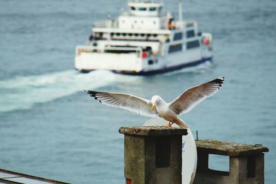 Seagull perching on wooden post