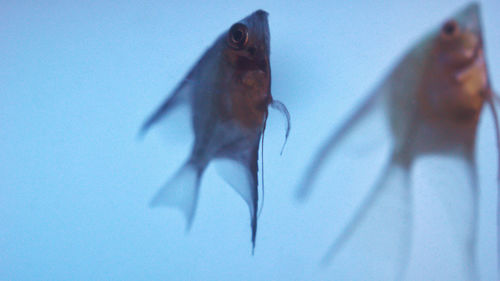 Close-up of fish swimming in sea