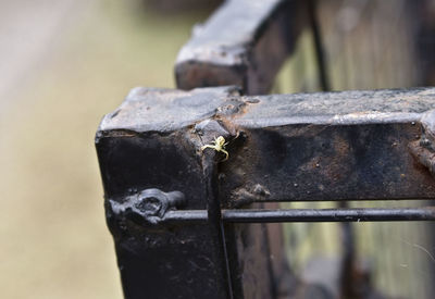 Close-up of rusty metal fence