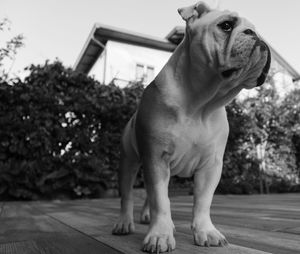 Dog looking away while standing on house