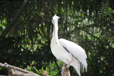 Pelican perching against tree