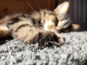 Close-up of cat relaxing at home