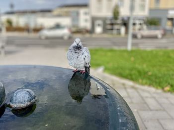 Bird perching on a city