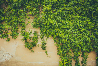 Plants growing against wall