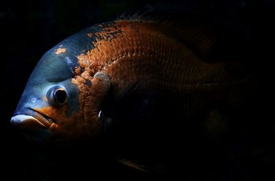 Close-up of fish swimming in water