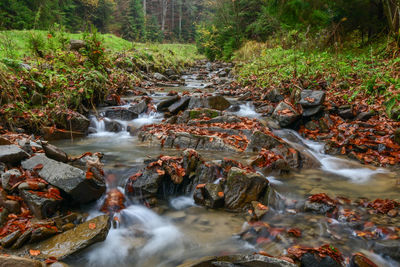 Low angle view of stream flowing through rocks in forest
