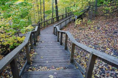 Steps amidst trees in forest during autumn