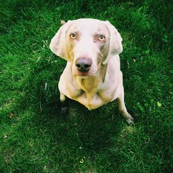 Portrait of dog on grassy field