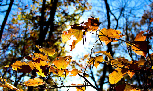 Low angle view of maple tree against sky