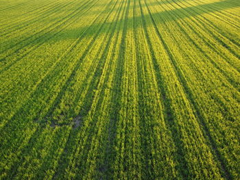 Full frame shot of corn field