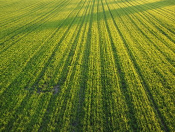 Full frame shot of corn field