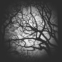 Bare trees against the sky