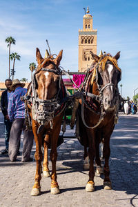 Horse cart on street