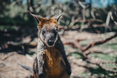 Portrait of a wallaby on land