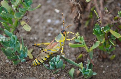 Close-up of insect outdoors