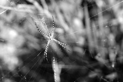 Close-up of spider on web