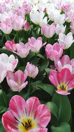 Close-up of pink flowers