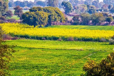 Scenic view of field against trees