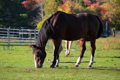 Side view of horse grazing on field