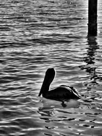 Swan swimming in lake