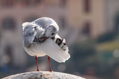 Gull that cleans the plumage. gull that cleans the plumage portrait image