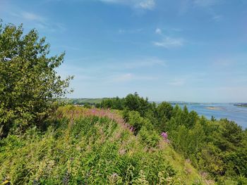 Green slope by the river on a sunny day