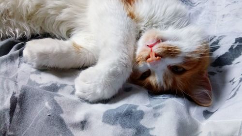 Close-up of cat relaxing on bed