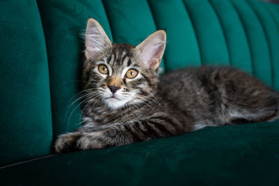 Close-up portrait of tabby cat